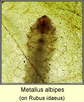 Metallus albipes