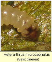 Heterarthrus microcephalus