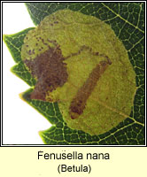Fenusella nana