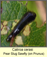 Caliroa cerasi, Pear Slug Sawfly
