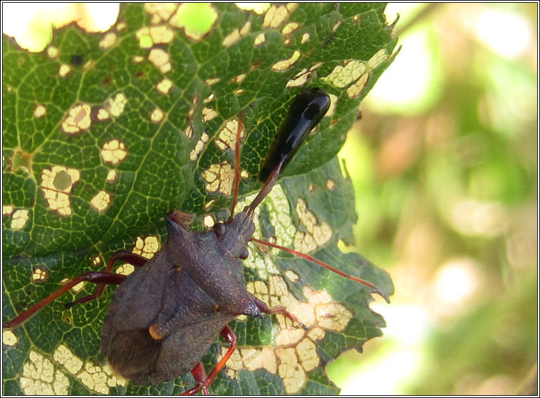Caliroa cerasi, Pear Slug Sawfly