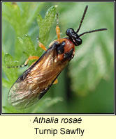 Athalia rosae, Turnip Sawfly