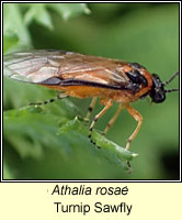 Athalia rosae, Turnip Sawfly