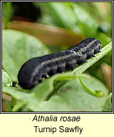 Athalia rosae, Turnip Sawfly