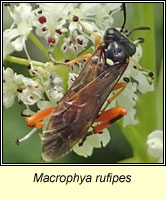 Macrophya rufipes