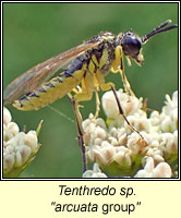 Tenthredo sp, arcuata group