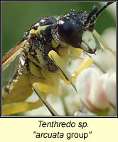 Tenthredo sp, arcuata group