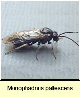 Monophadnus pallescens