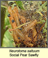 Neurotoma saltuum, Social Pear Sawfly