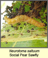 Neurotoma saltuum, Social Pear Sawfly