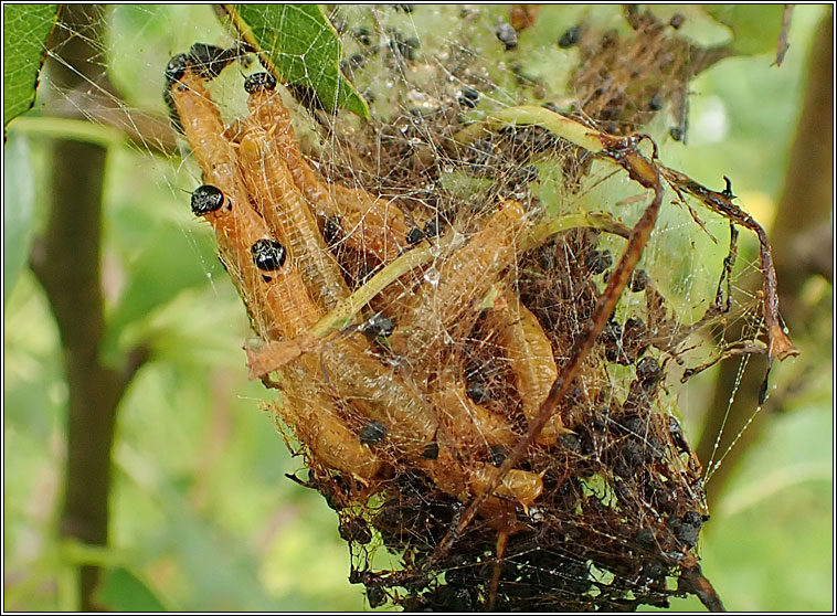 Neurotoma saltuum, Social Pear Sawfly