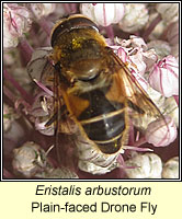 Eristalis arbustorum, Plain-faced Drone Fly