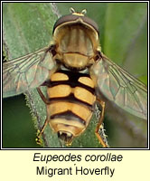 Eupeodes corollae, Migrant Hoverfly
