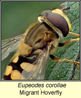 Eupeodes corollae, Migrant Hoverfly