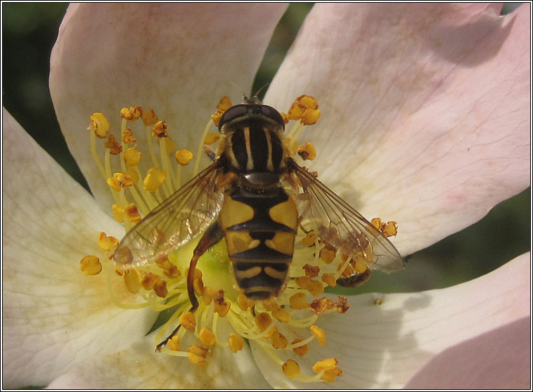 Helophilus pendulus, Marsh Hoverfly