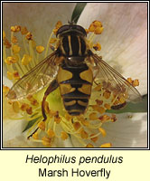 Helophilus pendulus, Marsh Hoverfly