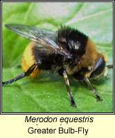 Merodon equestris, Greater Bulb-Fly