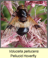 Volucella pellucens, Pellucid Hoverfly