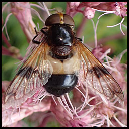 Volucella pellucens, Pellucid Hoverfly