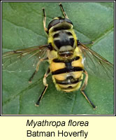 Myathropa florea, Batman Hoverfly