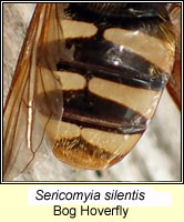Sericomyia silentis, Marsh Hoverfly