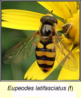 Eupeodes latifasciatus