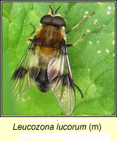 Leucozona lucorum