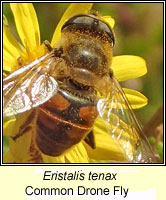 Eristalis tenax, Common Drone Fly