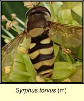 Syrphus torvus