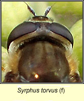 Syrphus torvus