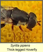 Syritta pipiens, Thick-legged Hoverfly