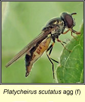 Platycheirus scutatus agg