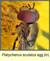 Platycheirus scutatus agg