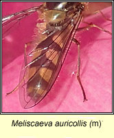 Meliscaeva auricollis