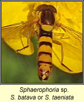 Sphaerophoria sp, S batava or S taeniata