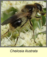 Cheilosia illustrata