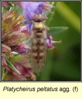 Platycheirus peltatus agg