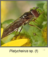 Platycheirus sp