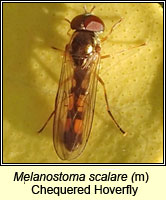 Melanostoma scalare, Chequered Hoverfly