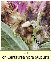 unidentified larva Q1, q Eucosma