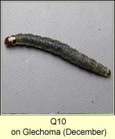 unidentified larva Q10