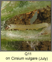 unidentified larva Q11
