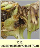 unidentified larva Q12