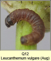unidentified larva Q12