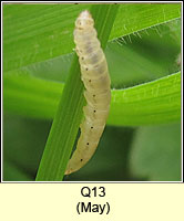 unidentified larva Q13