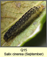 unidentified larva Q15