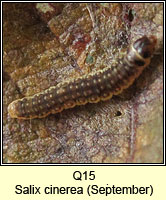unidentified larva Q15, q Ancylis