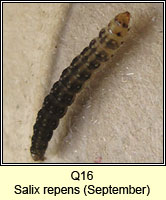 unidentified larva Q16, q Ancylis
