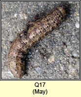 unidentified larva Q17