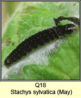 unidentified larva Q18